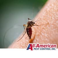 a mosquito biting a skin
