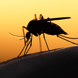 mosquito silhouette