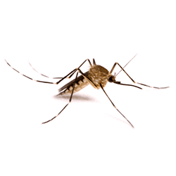 mosquito on a white background