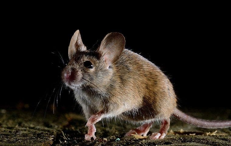 mouse sneaking into a mt juliet home at night