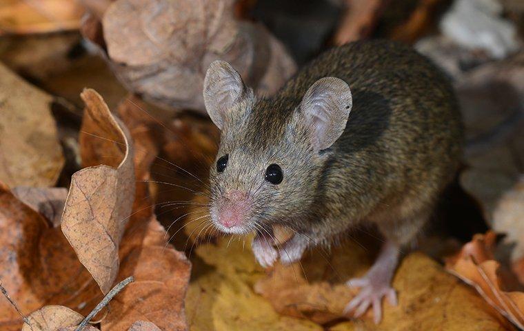 mouse in leaves