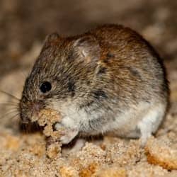 mouse in an attic making a nest