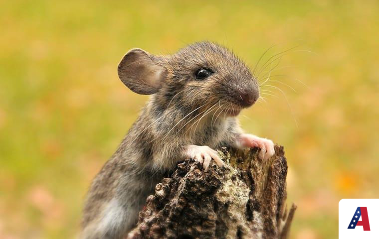 mouse on tree stump