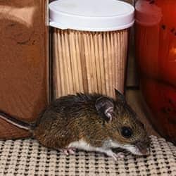 mouse in a middle tennessee home