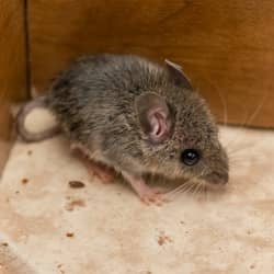 mouse in nashville home