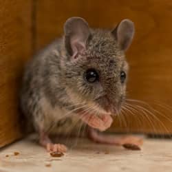 mouse in a nashville cupboard