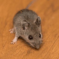 mouse in a tennessee home