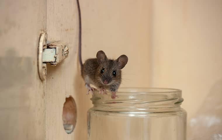 mouse in spring hill home