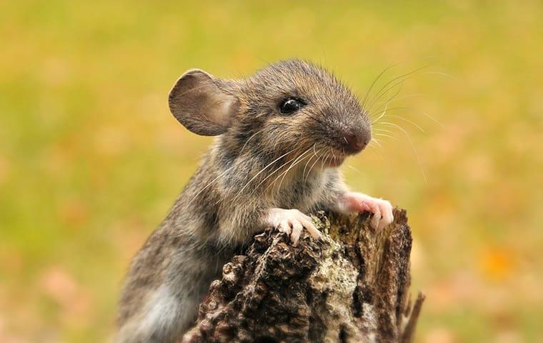 mouse on tree stump