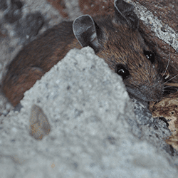 mouse outside a tennessee home