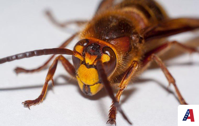 murder hornet on white table