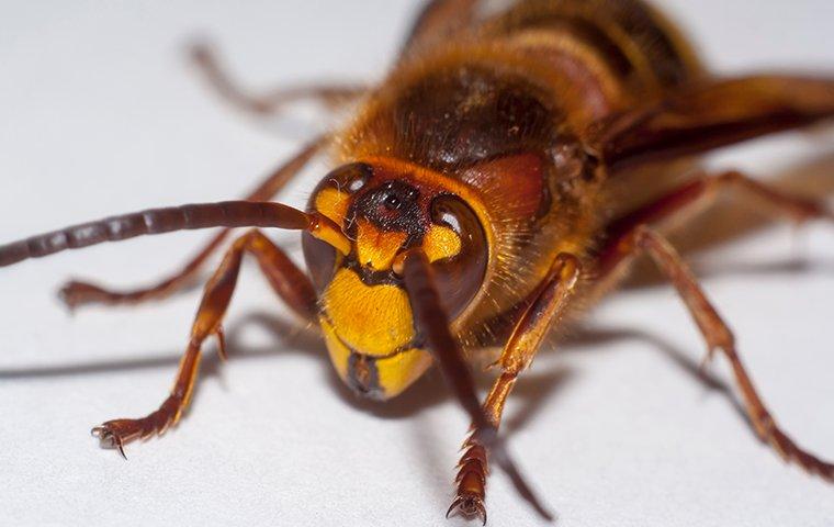 murder hornet on white table