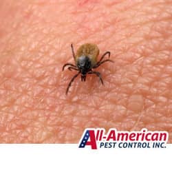 a tick on skin biting