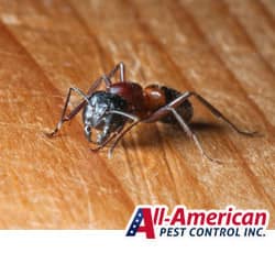 carpenter ant crawling on wood