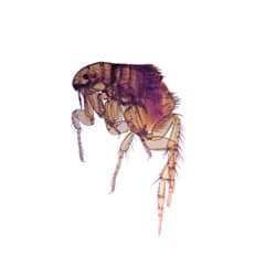 a flea up close