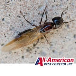 flying ant up close on a stone