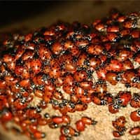 lady bug infestation in a nashville home