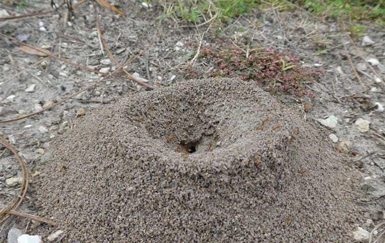 ant hill