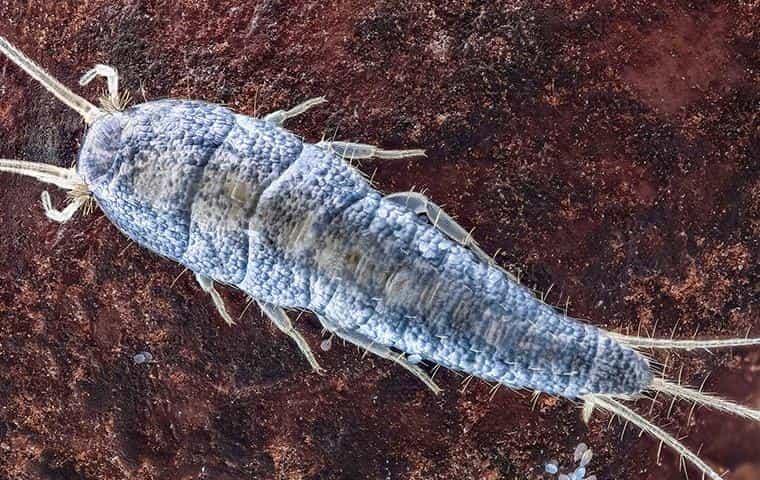 a silverfish crawling on a bathroom floor