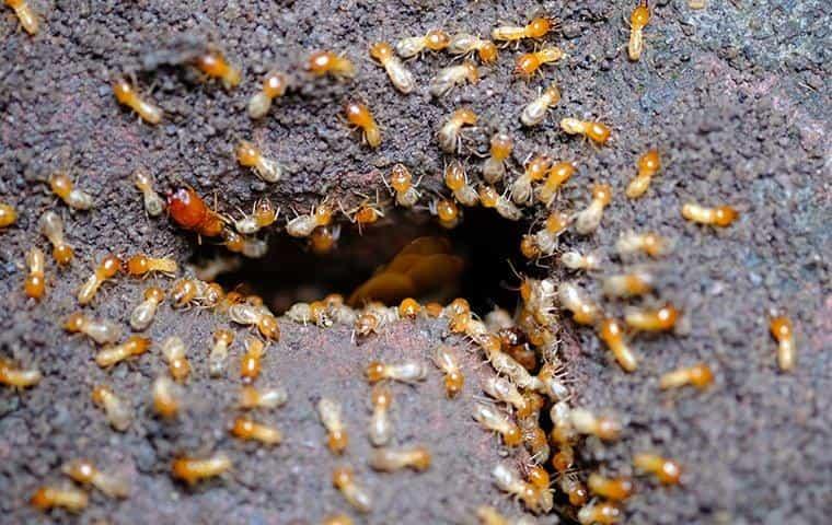 hundreds of termites going into a hole