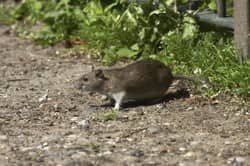 norway rat outside on the ground