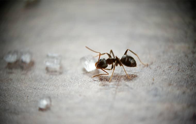 ant eating sugar
