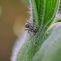 odorous house ant on a tennessee plant