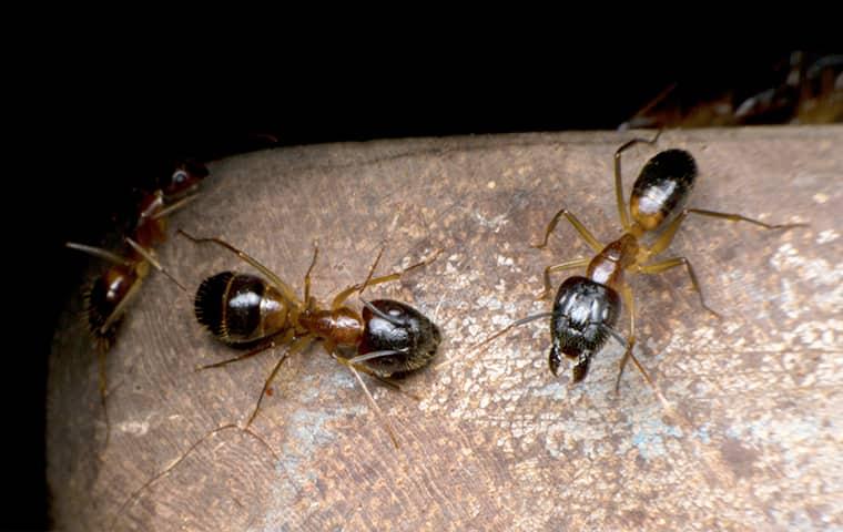 Ants On Cement odorous house ant up close