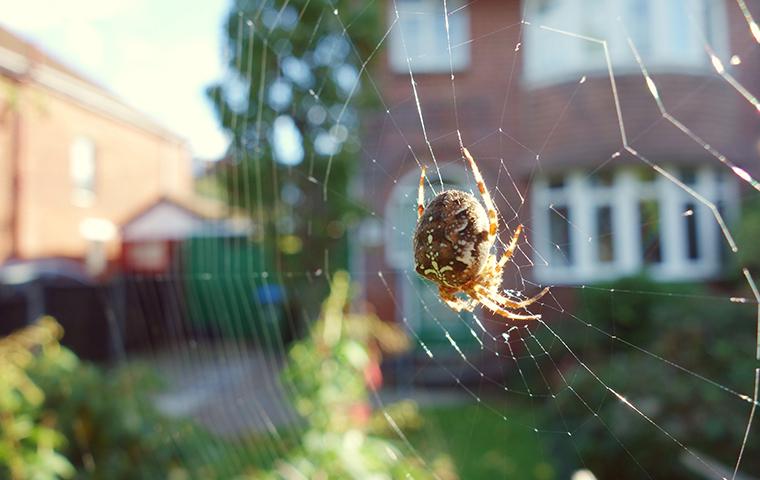 an orb weaver spider in its web