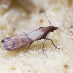 pantry pest inside a box of food