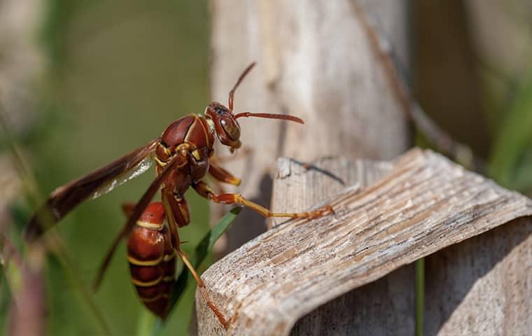 paper wasps on a tree