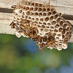 paper wasp nest