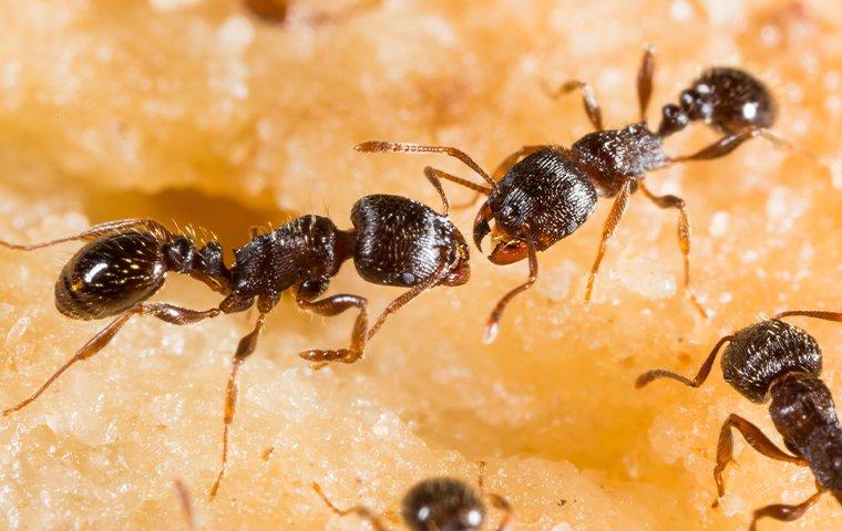 pavement ants eating an apple