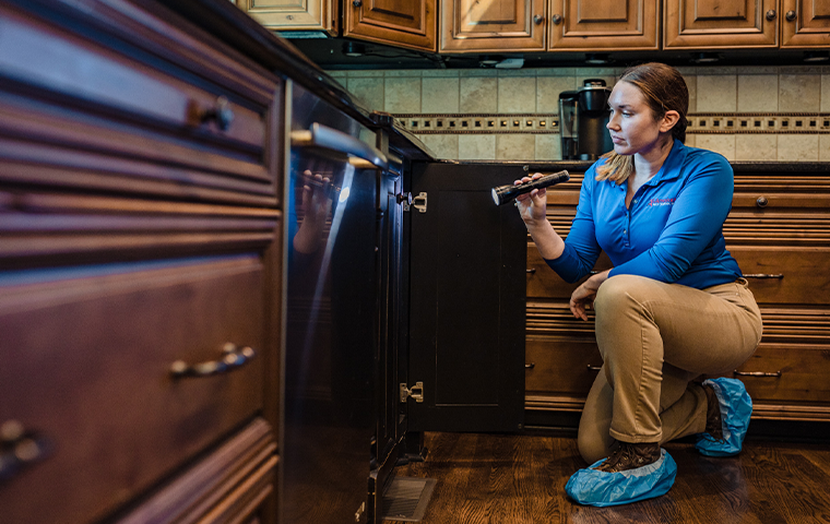 inspecting for pantry pests