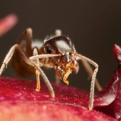 pharaoh ant up close