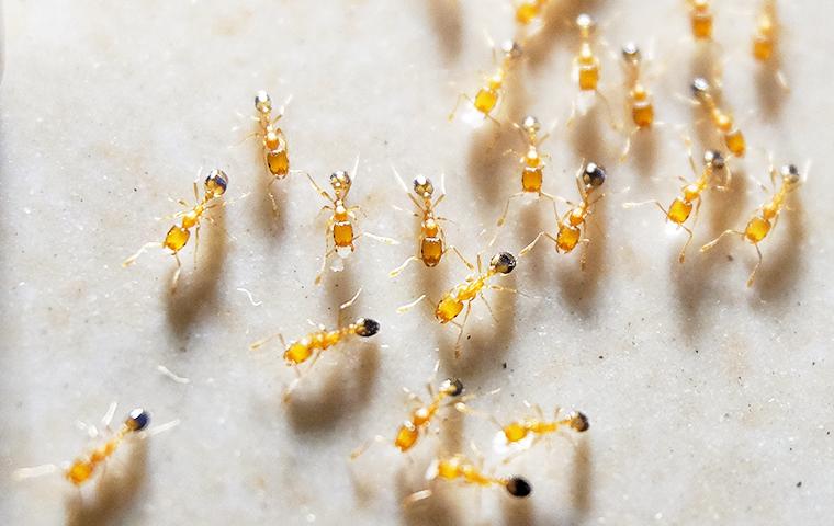 Keep Ants Out Of Your Home ant in hendersonville kitchen