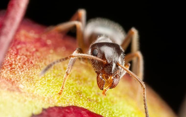 Ant Eating Fruit