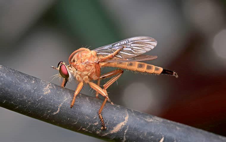 phorid fly