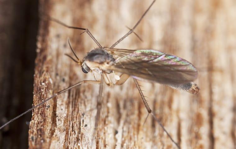 fly in hendersonville home