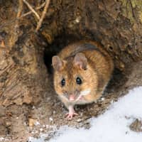 prevent rodent infestation in tennessee