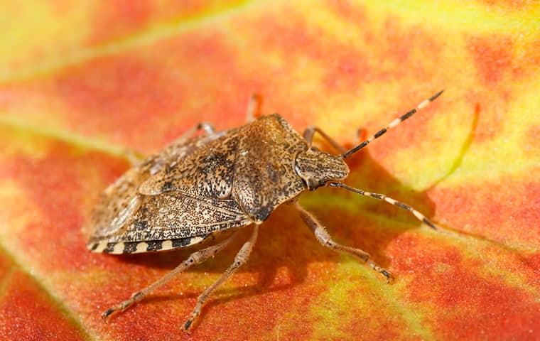 stink bug on fall leaf