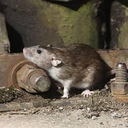 Call Today About Rodent Control rat in basement