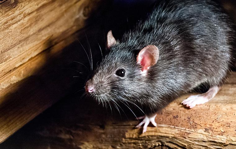 rat near wood