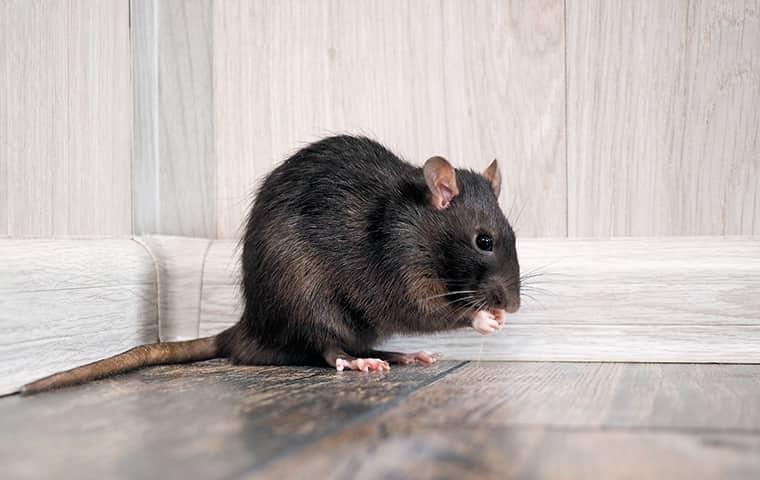 Keep Your Pest Free rat on a floor