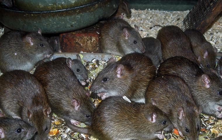 rats eating bird seed