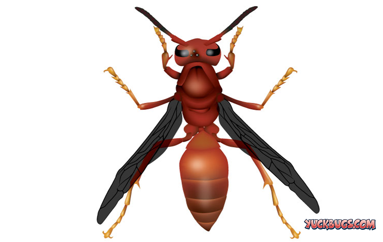 red wasp illustration