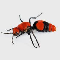 red velvet ant up close