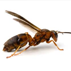 red wasps on a white background