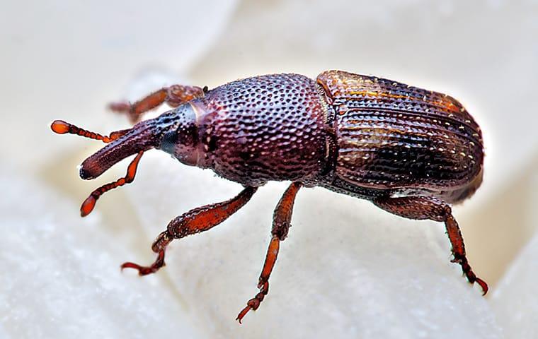 rice weevil up close