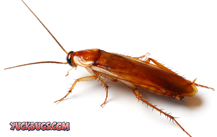 roach on white background